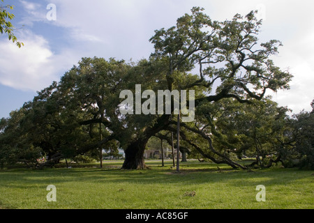 Arbre de chêne espagnol à La Nouvelle-Orléans, Louisiane, le parc de la direction générale de l'écorce de la ville de brousse Jour disco volante nuage destination herbe vert verdure Banque D'Images