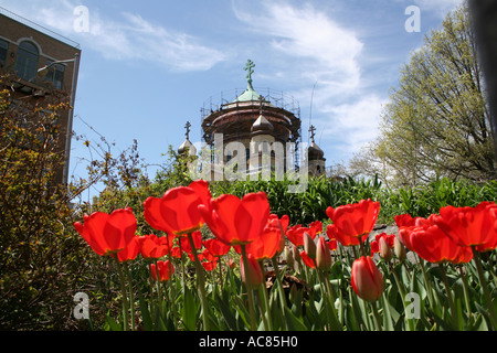 Worms eye view, low angle de tulipes rouges,fleur bleu nuages église de Brooklyn avant-plan fleurs jardin vert grandir pleine Banque D'Images