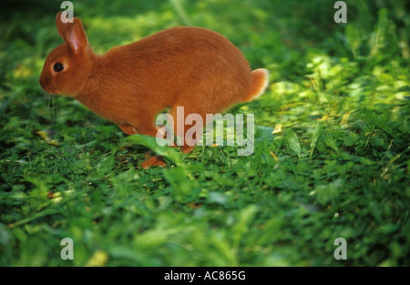 Lapin nain rouge - en cours Banque D'Images