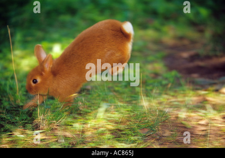 Lapin nain rouge - en cours Banque D'Images