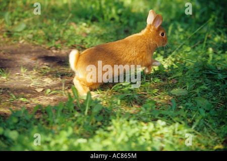 Lapin nain rouge - en cours Banque D'Images