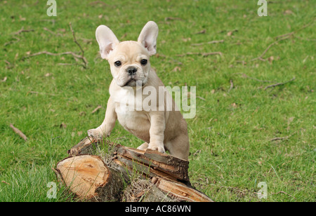 - Chiot Bouledogue Français Banque D'Images