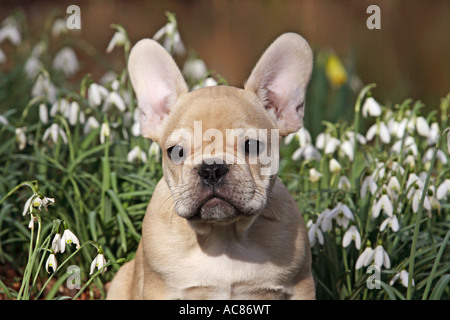 Bouledogue Français - chiot - portrait Banque D'Images