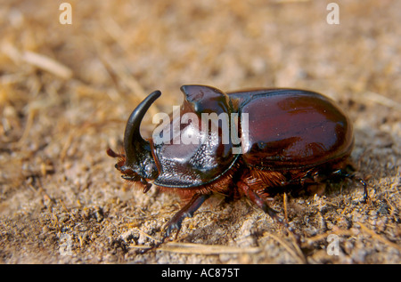 Du scarabée rhinocéros européen / Oryctes nasicornis Banque D'Images