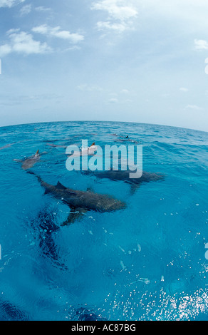 Requins citrons sur la surface Negaprion brevirostris Bahamas Océan Atlantique Banque D'Images