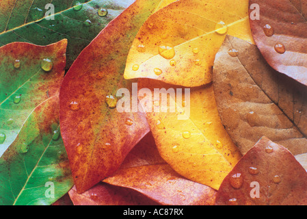 Les feuilles changent de couleur Banque D'Images