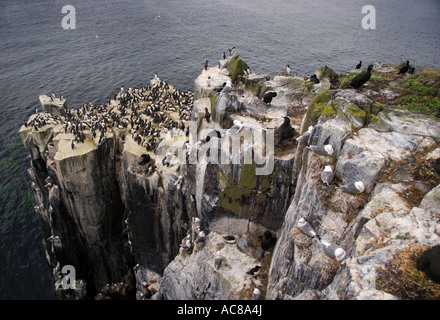 Colonie d'oiseaux marins nichant sur les îles Farne, au large de la côte près de Lindisfarne. Banque D'Images