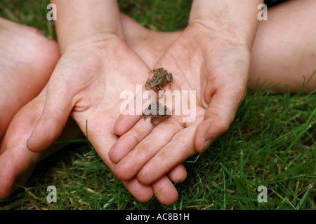 Photo d'un garçon la collecte d'une paire de mignon bébé crapauds dans ses mains Banque D'Images