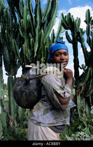 L'Ethiopie Jeune femme avec de l'eau d'argile grand pot sur le dos à côté de clôture de cactus Banque D'Images