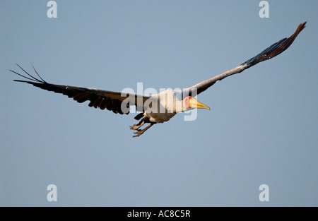 Yellow-vol cigogne en Kruger National Park - Satara, Mpumalanga, Afrique du Sud Banque D'Images