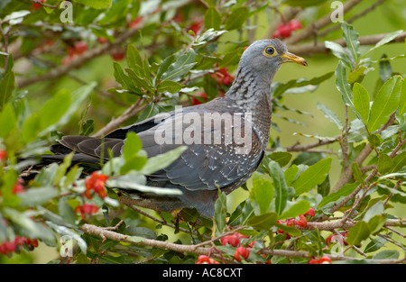 African Olive-Pigeon (rameron pigeon) dans un arbre feuillu avec fleurs rouge - Kirstenbosch National Botanical Garden, Afrique du Sud Banque D'Images