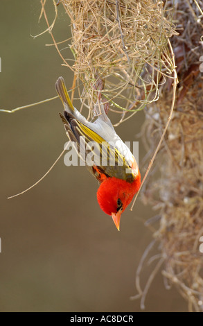 Red-Headed Weaver suspendu sous l'entrée de son nid terminé Kruger National Park - Letaba, Afrique du Sud Banque D'Images