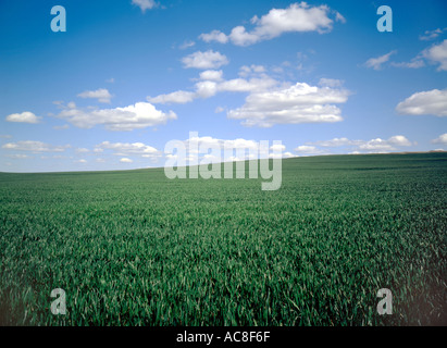 Wheatfield dans le Nord de l'Oregon près de The Dalles montrant blé vert au printemps Banque D'Images