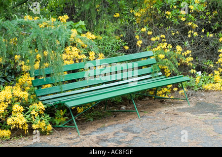 Banc de parc vert vide entouré de fleurs d'azalée jaunes fleuries dans un jardin luxuriant ou un parc. Banque D'Images
