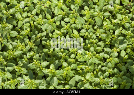 Croissance dense de plantes herbacées de marjolaine ou d'origan (Lamiaceae Origanum vulgare album) dans un jardin, capturées dans une perspective descendante. Banque D'Images