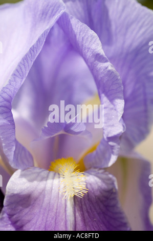 Macro gros plan d'une fleur d'iris bleue fleurie avec des pétales violets doux et une barbe floue jaune. Banque D'Images