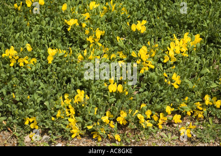 De nombreuses fleurs jaunes de broom Cytisus decumbens prostré Leguminoseae Europe du Sud Banque D'Images