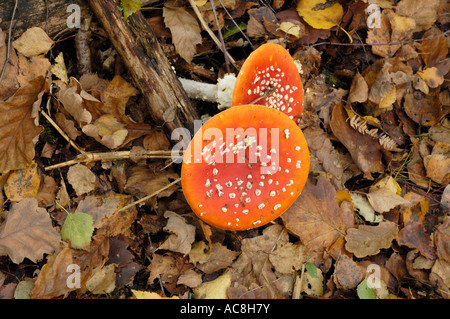 Agaric mouche Amanita muscaria champignons poussant dans les bois de la réserve commune rugueux Blean Kent England Banque D'Images