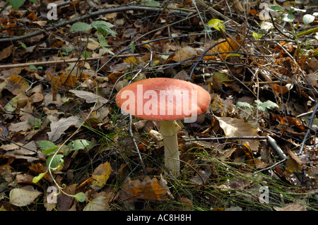 Agaric mouche Amanita muscaria champignons poussant dans les bois de la réserve commune rugueux Blean Kent England Banque D'Images