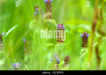 Auto-Guérir Prunella vulgaris vivace duveteuse rampante basse Banque D'Images