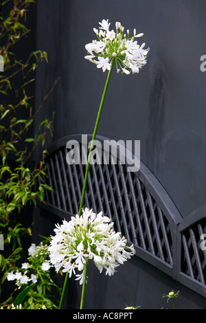 2 Blanc Agapanthus Capitules contre un mur gris. Jardin afficher 'Alba'. DESIGNER : VIVIENNE WALBURN Banque D'Images