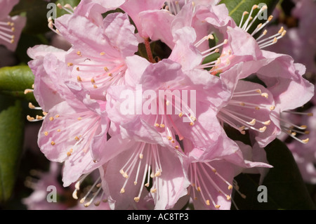 Gros plan des fleurs roses de Carolina azalea Carolina rhododendron (Ericaceae Rhododendron) en pleine floraison sous la lumière naturelle du soleil. Banque D'Images