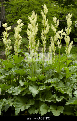 Rhubarbe Polygonaceae Rheum rhabarbarum undulatum plante avec de grandes feuilles vertes et de hautes tiges de fleurs blanches dans un cadre de jardin. Banque D'Images