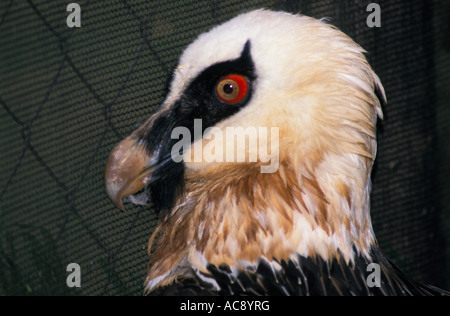 Gypaète barbu (portrait d'oiseaux captifs dans une cage de réadaptation) De Wildt Cheetah Station génétique ; Afrique du Sud Banque D'Images