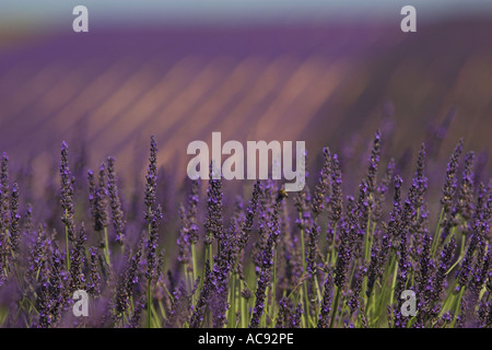 La lavande (Lavandula angustifolia Lavendula officinalis), en face d'un champ, France, Provence Banque D'Images