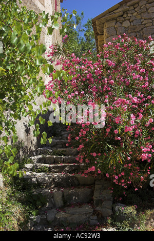 Laurier-rose (Nerium oleander), à l'escalier de Brantes, France, Provence Banque D'Images