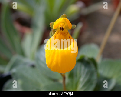 Pocketbook plant, slipperwort Slipperflower (jaune, le Calceolaria biflora), fleur Banque D'Images