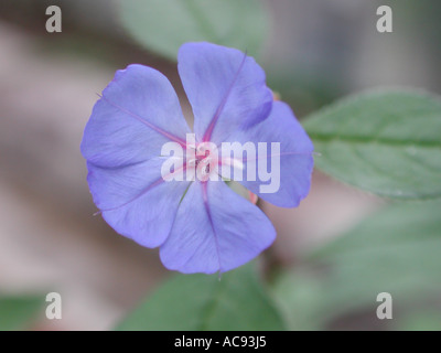 Plumbago Ceratostigma willmottianum (Chinois), fleur Banque D'Images