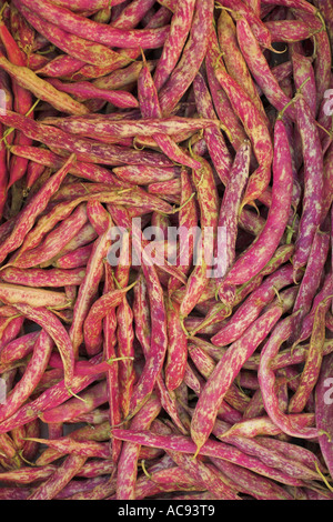 Pole haricot (Phaseolus vulgaris var. vulgaris cultivar rouge), Banque D'Images