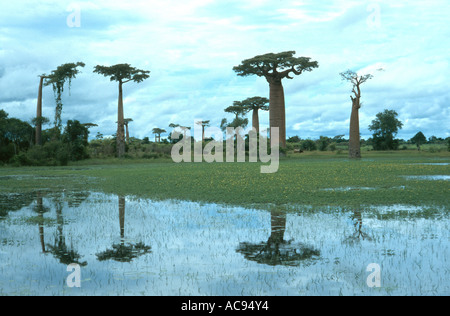 Baobab (Adansonia grandidieri), arbres à Madagascar, reflétant dans l'eau, à Madagascar Banque D'Images