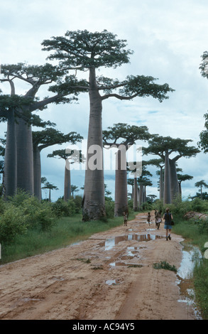 Baobab (Adansonia grandidieri), arbres à Madagascar à la frontière de la célèbre Avenue Baobab après une pluie, Madagascar Banque D'Images