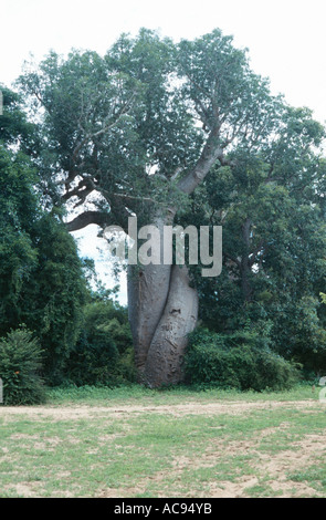 Baobab (Adansonia fony (Adansonia rubrostipa)), le célèbre Baobab d'amour sur Madagascar, les tiges enroulé autour les uns les autres, Madaga Banque D'Images