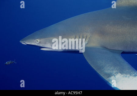 Requin océanique, le requin océanique, le Requin océanique Requin océanique (Carcharhinus longimanus, Carcharhinus maou), d'en haut Banque D'Images