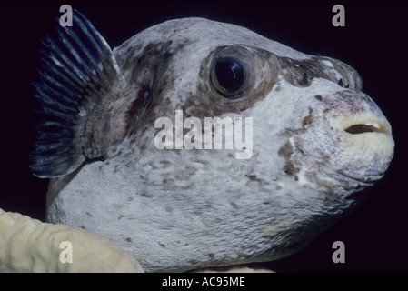 Le poisson-globe masqué, puffer masqués (Arothron diadematus), portrait, Egypte Banque D'Images