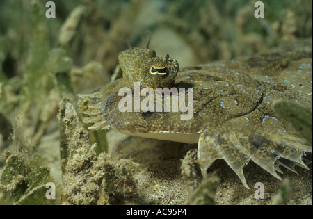 (Bothus pantherinus Flet Panther), couché sur le fond de la mer, l'Égypte, Safaga Banque D'Images