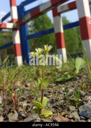 Plantes sur sol graveleux sur le site de chemin de fer, de l'Allemagne, en Rhénanie du Nord-Westphalie, région de la Ruhr, Bochum Cerastium glutinosum Banque D'Images