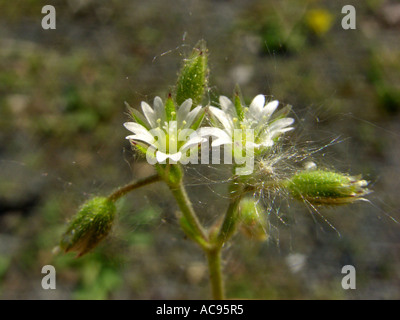 Plantes sur sol graveleux sur le site ferroviaire avec fruits de pissenlit collée sur elle, l'Allemagne, en Rhénanie du Nord-Westphalie, Ruhr, B Banque D'Images