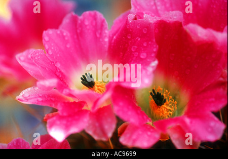 Rainbow hedgehog Echinocereus sp Banque D'Images