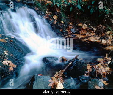 Ruisseau de montagne sur un lit rocheux en cascade avec des feuilles d'automne entourant Banque D'Images