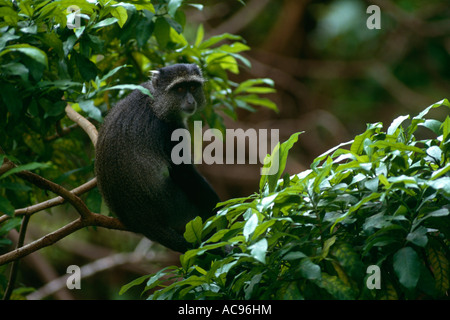 Cercopithecus mitis Blue Monkey dans le Lac Manyara NP Tanzanie Banque D'Images