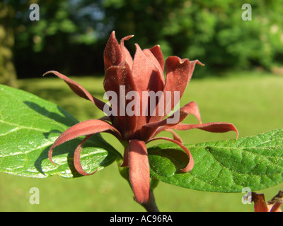 Piment de la Caroline (Liriodendron tulipifera), fleur Banque D'Images