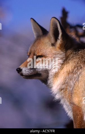 AO Le renard roux Vulpes vulpes Espagne portrait C Banque D'Images