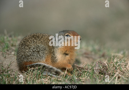 Spermophile du Columbia (Citellus columbianus), portrait d'un seul animal, le mensonge, Canada, Alberta Banque D'Images