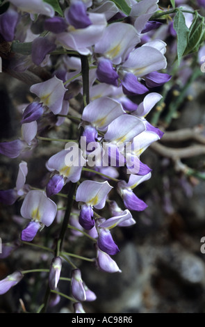 Wisteria sinensis syn. W. chinenis ( glycine de Chine ) bi couleur Mauve et blanc Banque D'Images