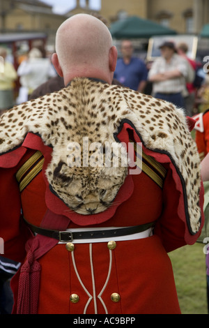 Cheetah avec fanfare uniforme de la peau Banque D'Images