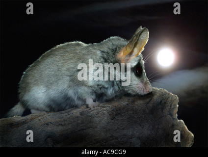 Jardin de l'Asie du Sud-Ouest dormeuse (Eliomys melanurus), dans la nuit Banque D'Images